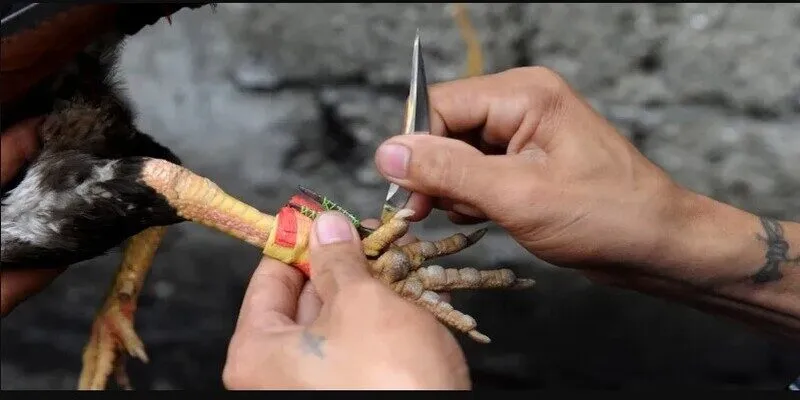 Hướng dẫn chi tiết cách đá gà cựa dao từ A đến Z