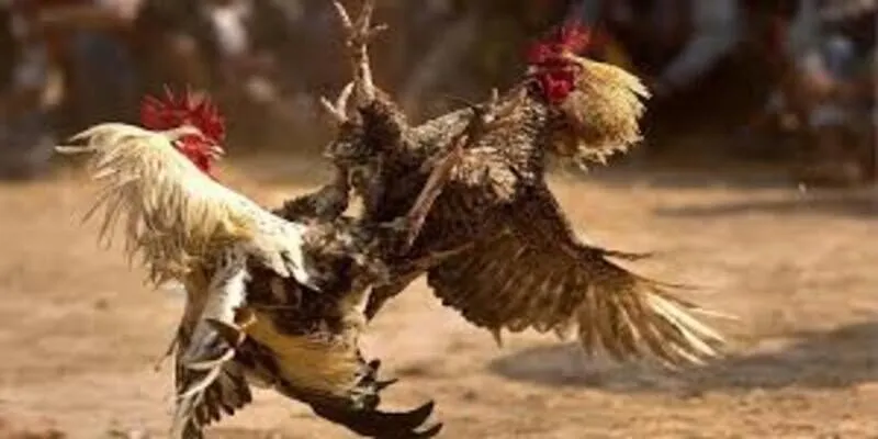 Hướng dẫn chi tiết cách đá gà cựa dao từ A đến Z