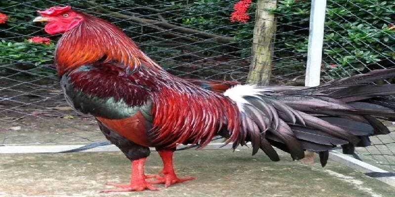 Cách đổ gà đá cựa chuẩn – Bí quyết giữ phong độ chiến kê